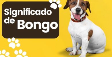 Significado de Bongo Nombre de Perro