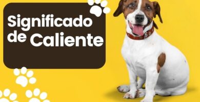 Significado del Nombre Perro Caliente