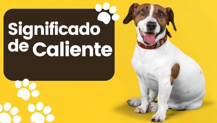 Significado del Nombre Perro Caliente