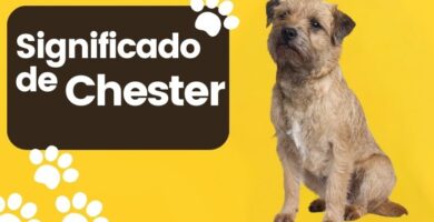 Significado del Nombre de Perro Chester