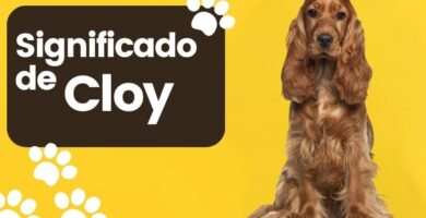 Cloy Nombre de Perro Significado