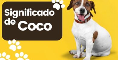 Significado de Coco Nombre de Perro