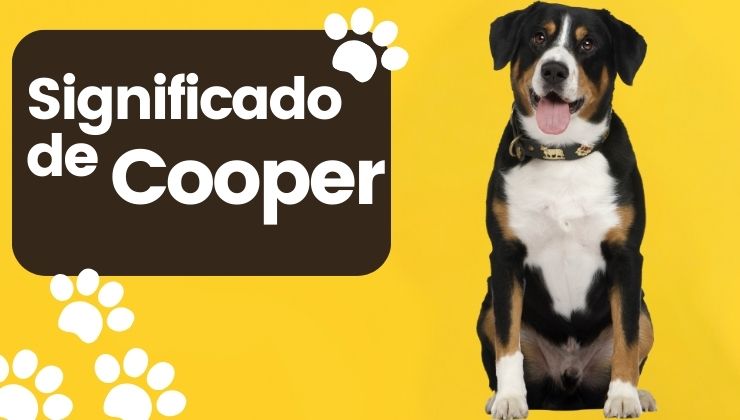 Significado de Cooper Nombre de Perro