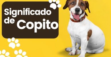 Significado de Copito Nombre de Perro