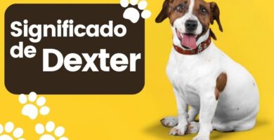 Significado del Nombre de Perro Dexter