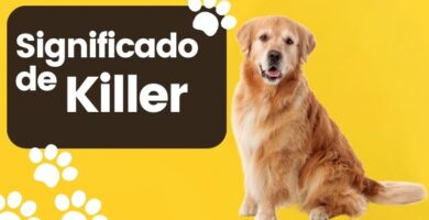 Significado de Nombre de Perro Killer