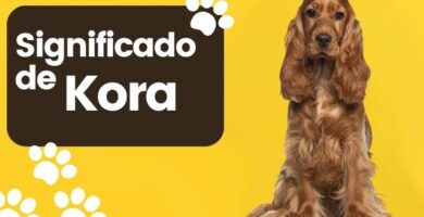 Kora Nombre de Perro Significado