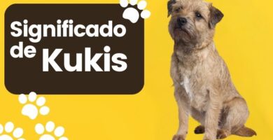 Significado del Nombre de Perro Kukis