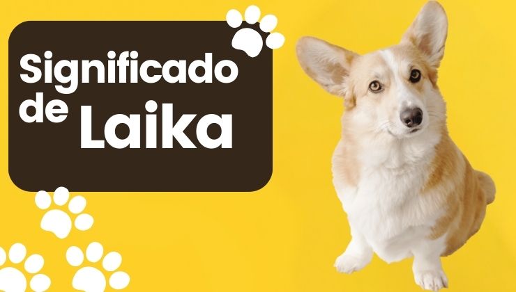 Significado de Laika Nombre de Perro