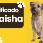 Significado del Nombre de Perro Laisha