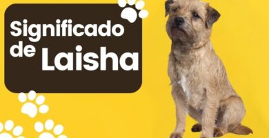 Significado del Nombre de Perro Laisha