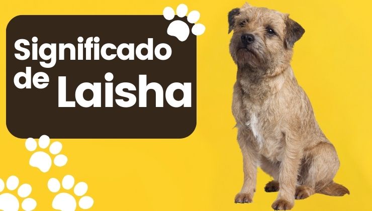 Significado del Nombre de Perro Laisha