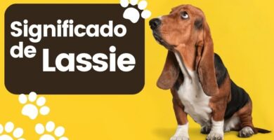 Lassie Significado Nombre de Perro