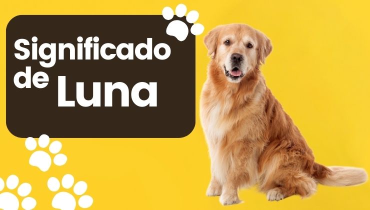 Significado de Luna Nombre de Perro