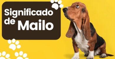 Mailo Nombre de Perro Significado