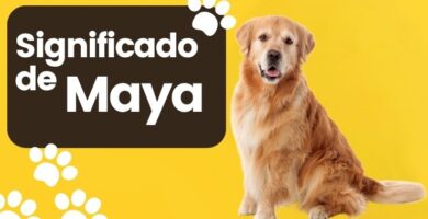 Significado de Maya Nombre de Perro