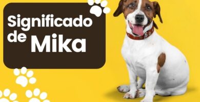 Significado del Nombre de Perro Mika