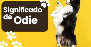 Significado de Odie Nombre de Perro