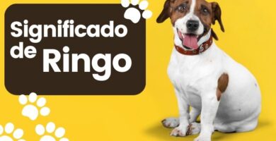 Ringo Nombre de Perro Significado