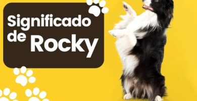 Significado de Nombre de Perro Rocky