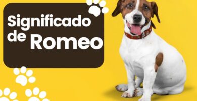 significado romeo nombre para perro