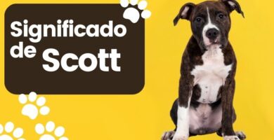 Significado del Nombre de Perro Scott