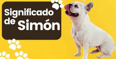 Significado de Nombre de Perro Simón