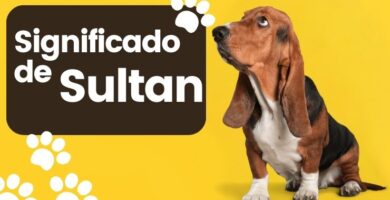 Significado de Sultán Nombre de Perro