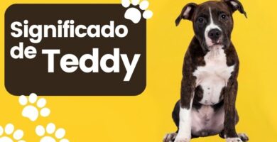 Significado del Nombre de Perro Teddy