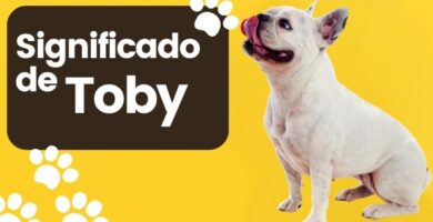 Significado de Nombre Toby Para Perro