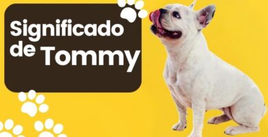 Tommy Nombre de Perro Significado