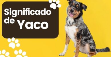 Yaco Nombre de Perro Significado