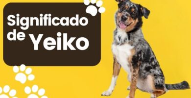 Yeiko Nombre de Perro Significado