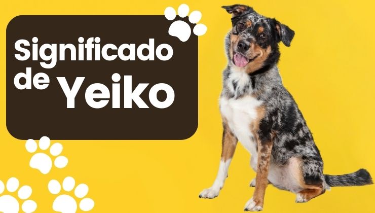 Yeiko Nombre de Perro Significado