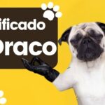 sinificado draco nombre perro