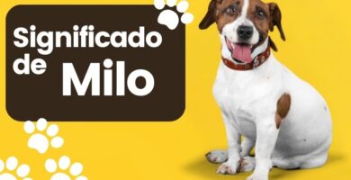 sinificado milo nombre perro