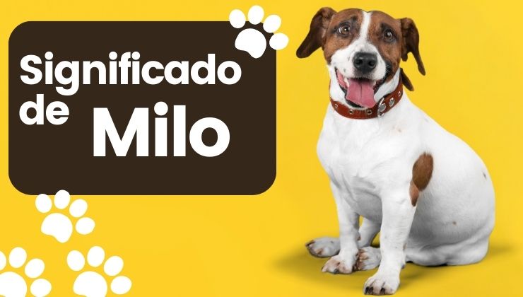 sinificado milo nombre perro